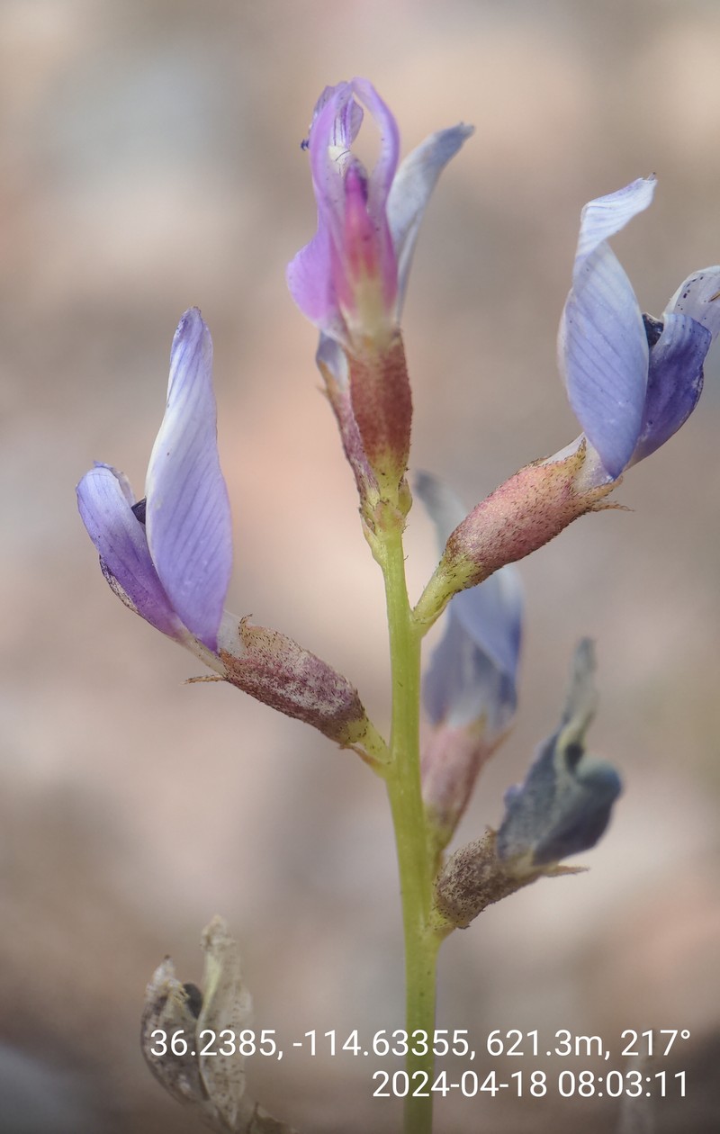 Astragalus preussii var. laxiflorus photo 3