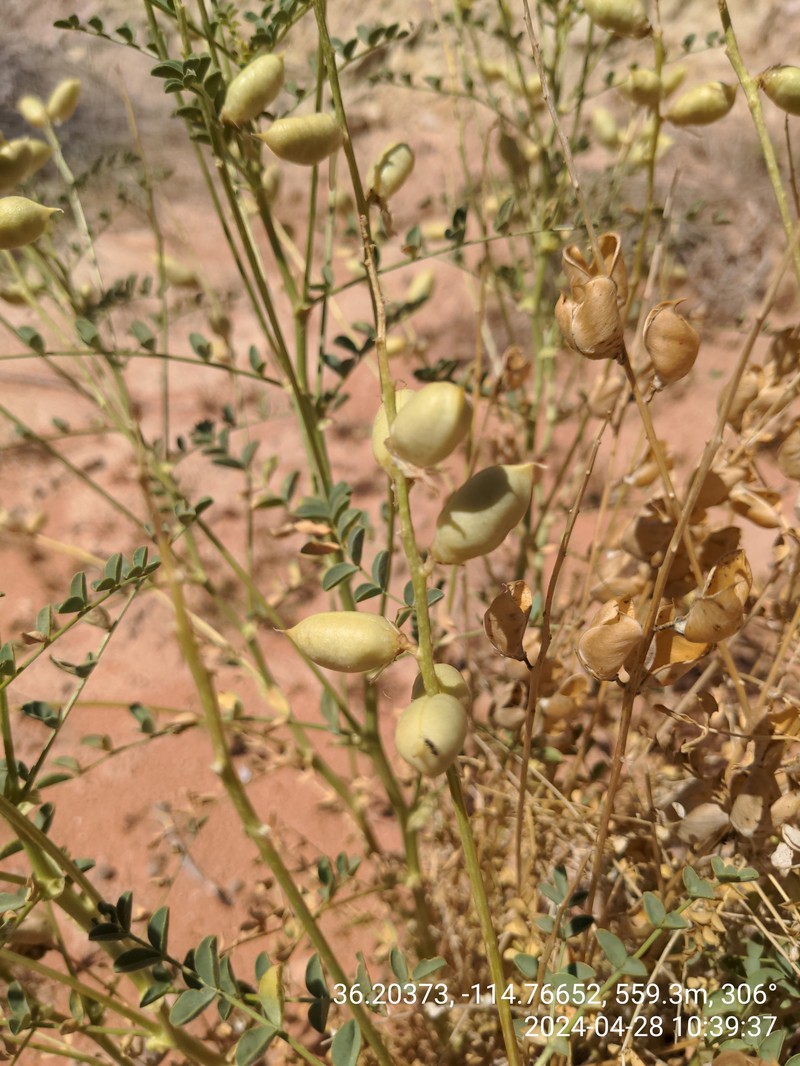 Astragalus preussii var. laxiflorus photo 4