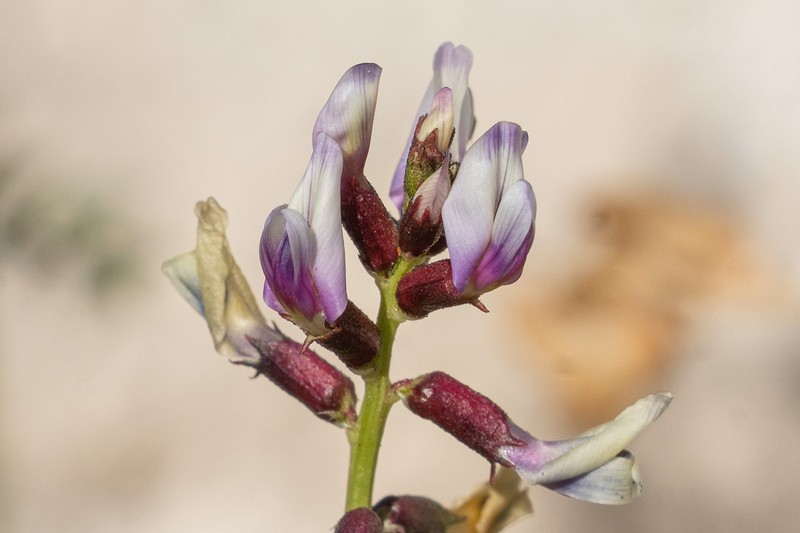 Astragalus preussii var. laxiflorus photo 5