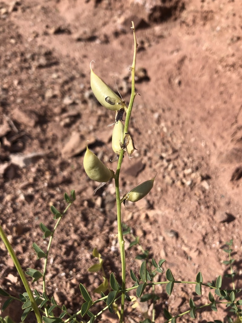 Astragalus preussii var. laxiflorus photo 6
