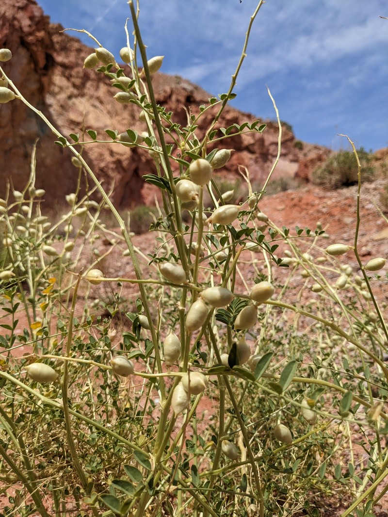 Astragalus preussii var. laxiflorus photo 7
