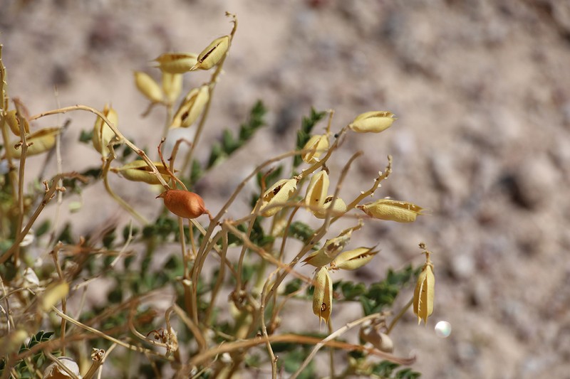Astragalus preussii var. laxiflorus photo 8