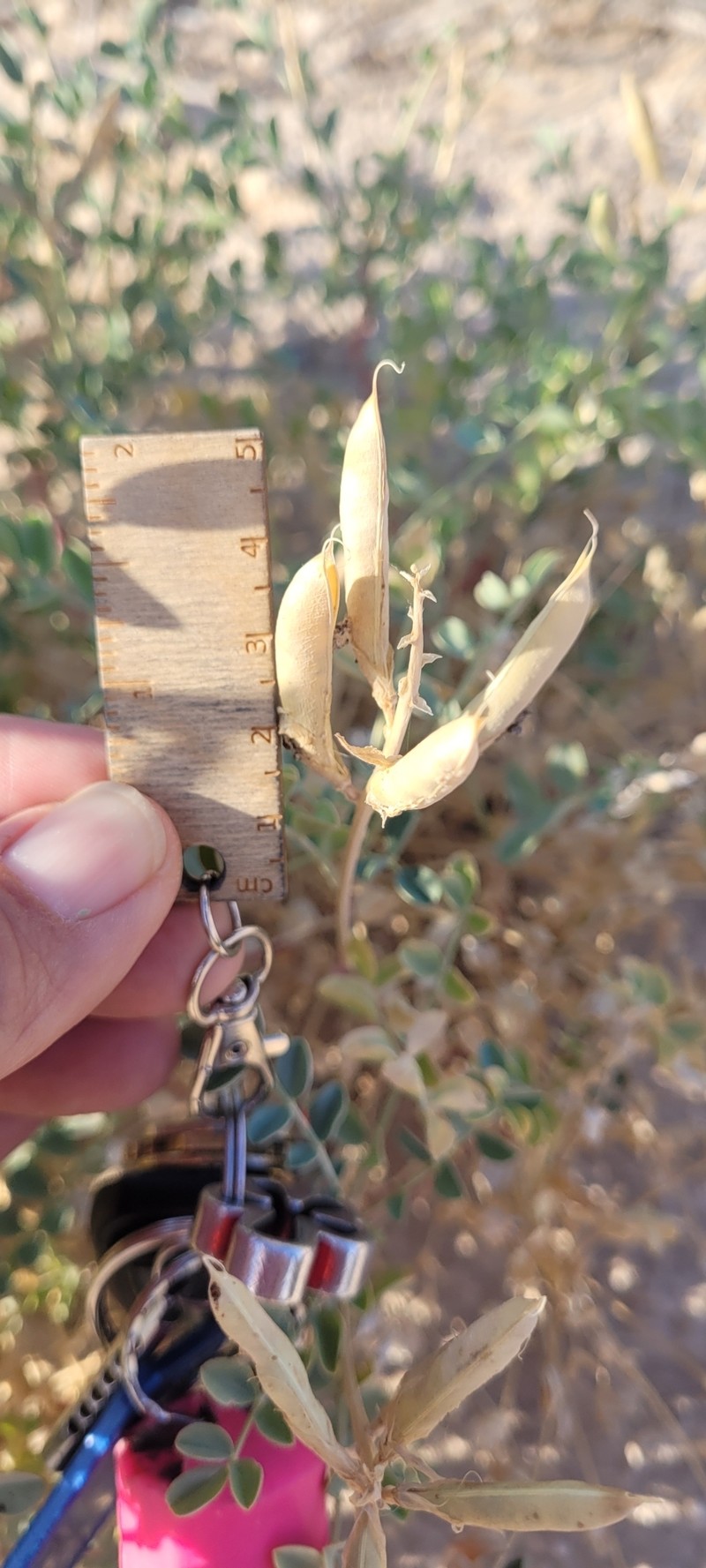 Astragalus preussii var. preussii