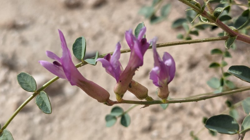 Astragalus preussii var. preussii photo 2