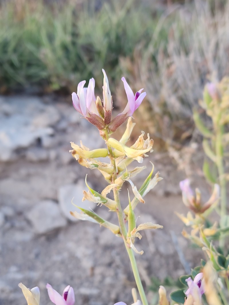 Astragalus preussii var. preussii photo 3