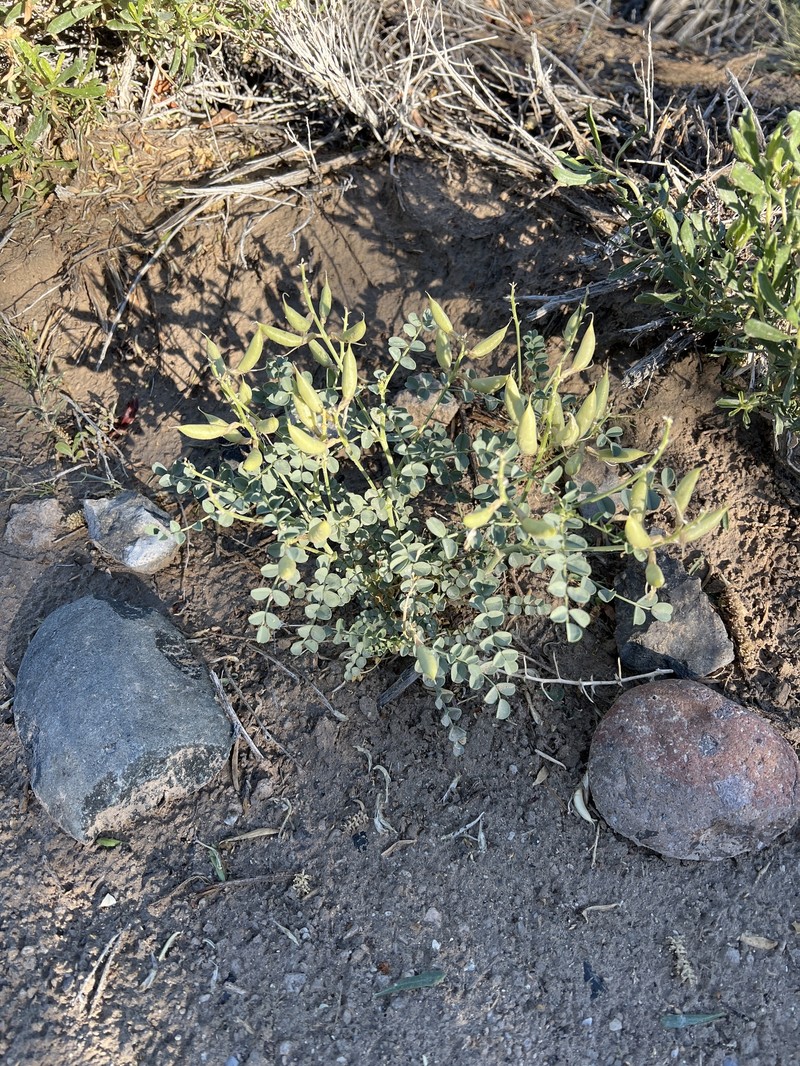 Astragalus preussii var. preussii photo 4