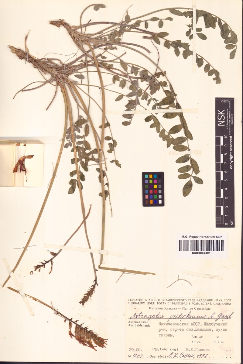 Astragalus prilipkoanus