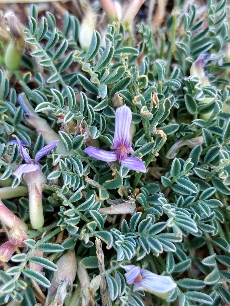 Astragalus pringlei photo 3