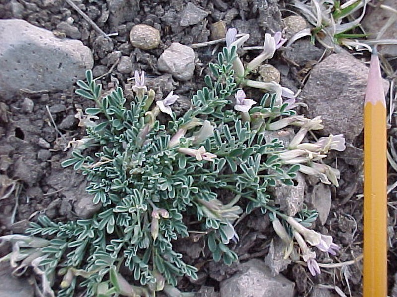 Astragalus pringlei photo 4