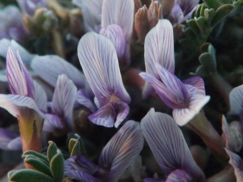 Astragalus pringlei photo 5