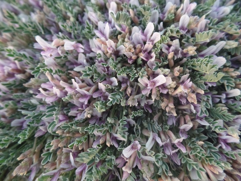 Astragalus pringlei photo 6