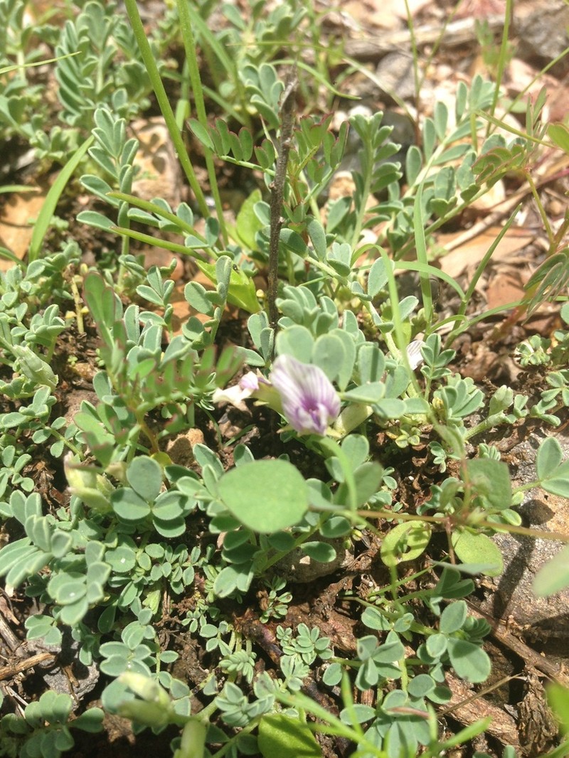 Astragalus pringlei photo 7