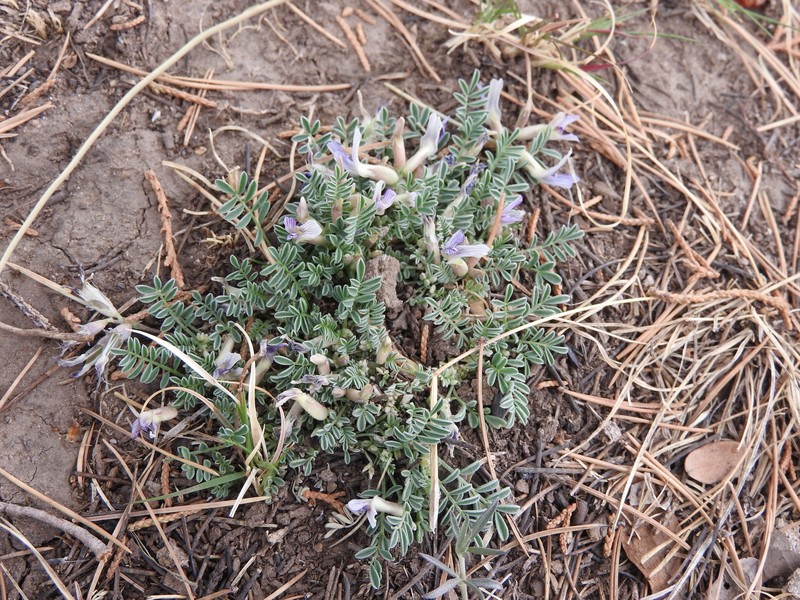 Astragalus pringlei photo 8