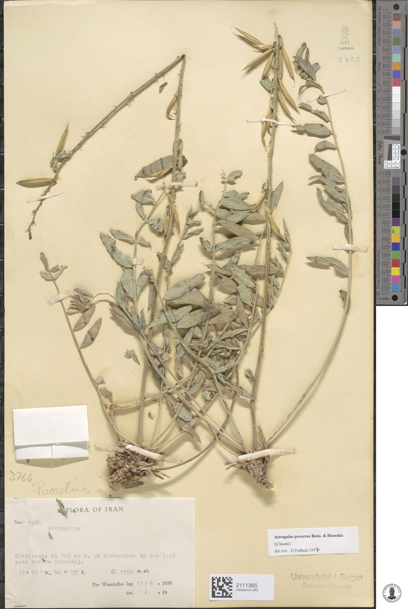 Astragalus procerus