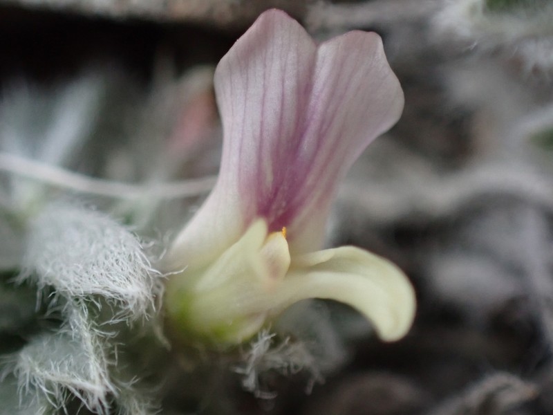 Precocious Milkvetch photo 2