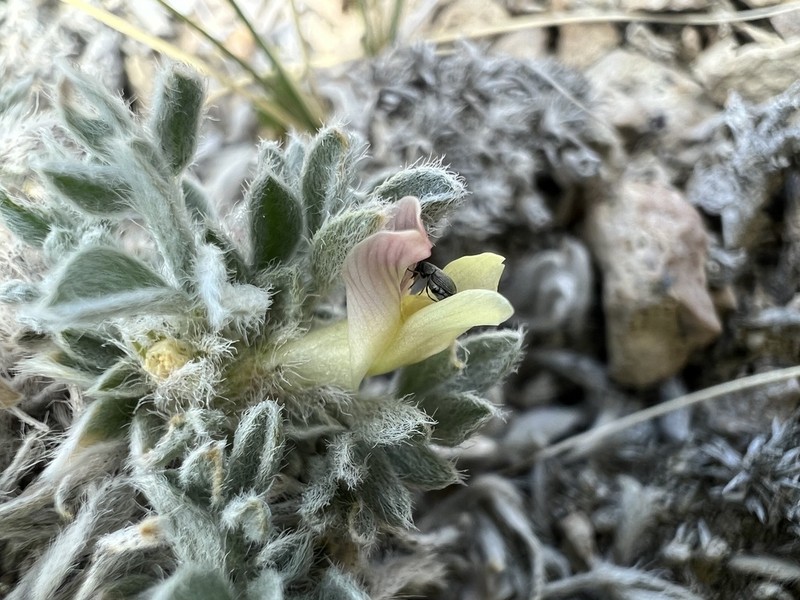 Precocious Milkvetch photo 4