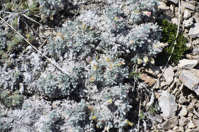 Precocious Milkvetch photo 6