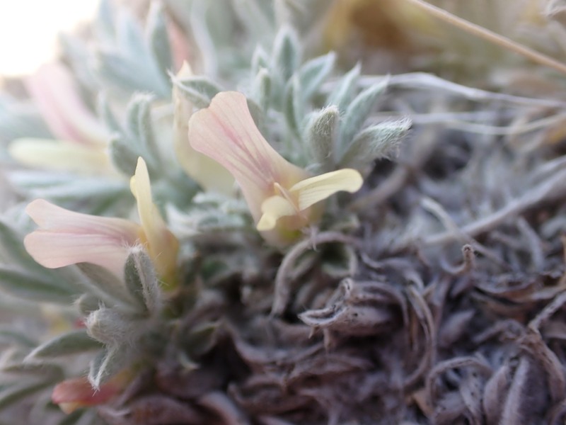 Precocious Milkvetch photo 7