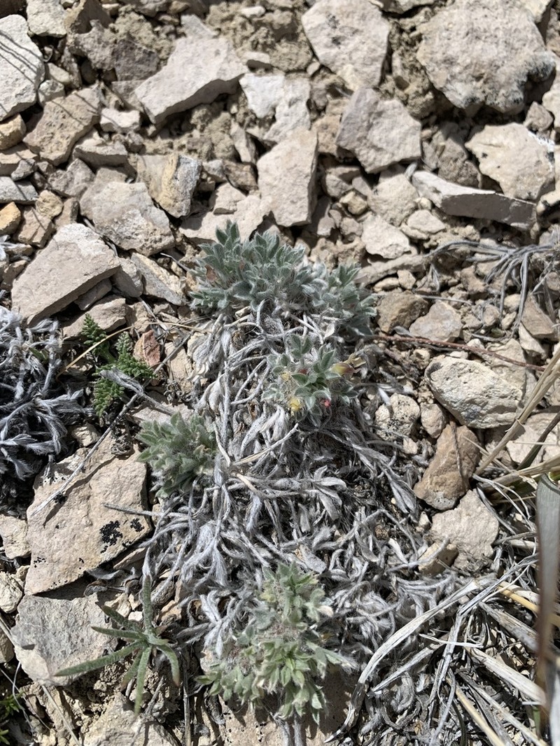 Precocious Milkvetch photo 8