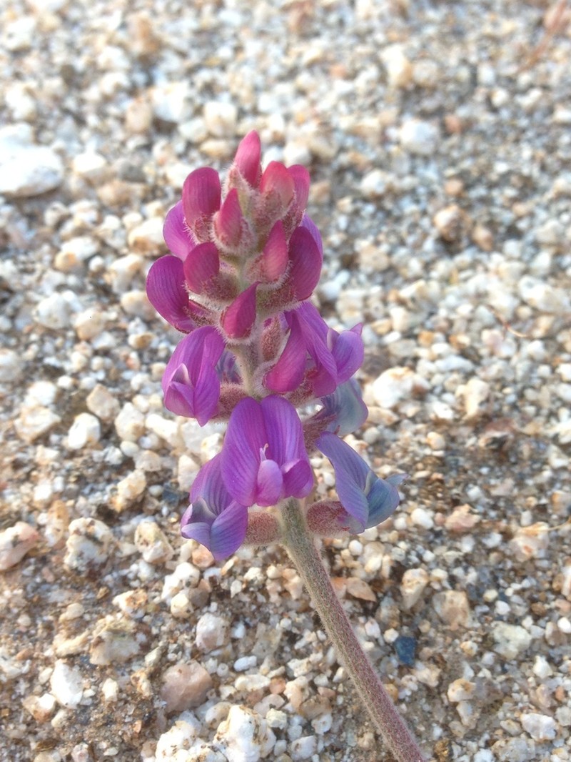 Astragalus proriferus