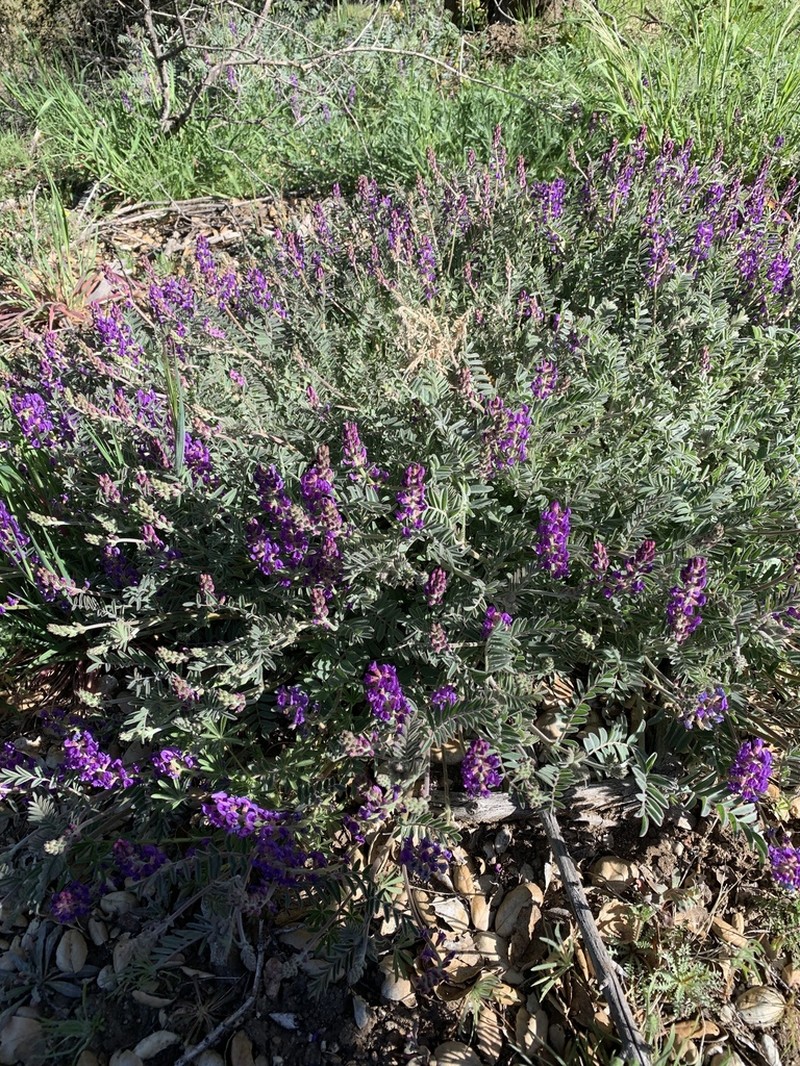 Astragalus proriferus photo 2