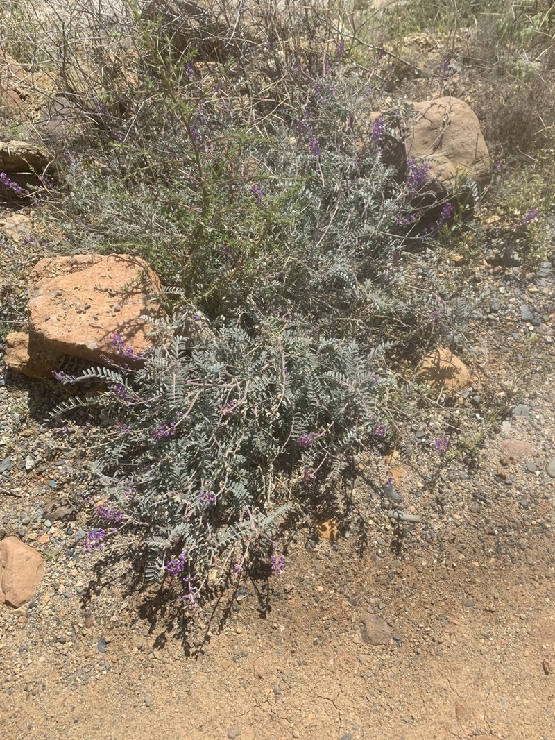 Astragalus proriferus photo 3
