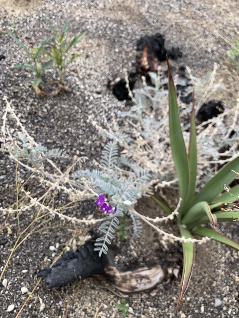 Astragalus proriferus photo 4