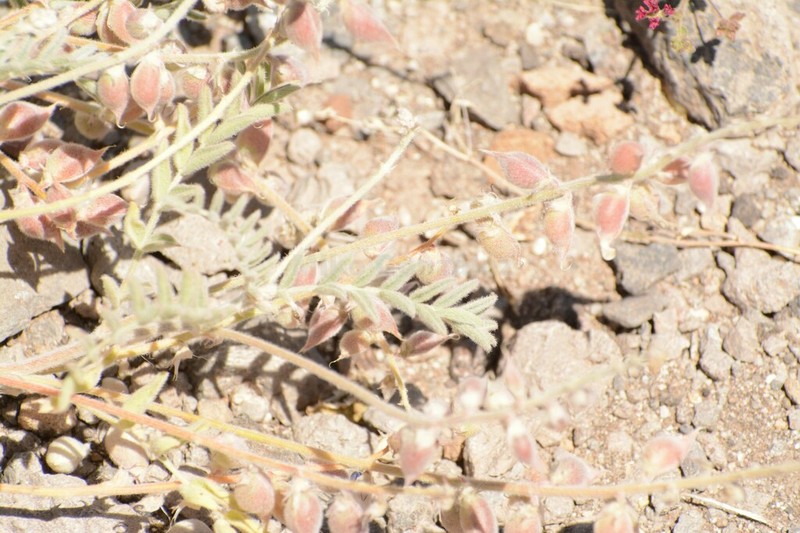 Astragalus proriferus photo 5
