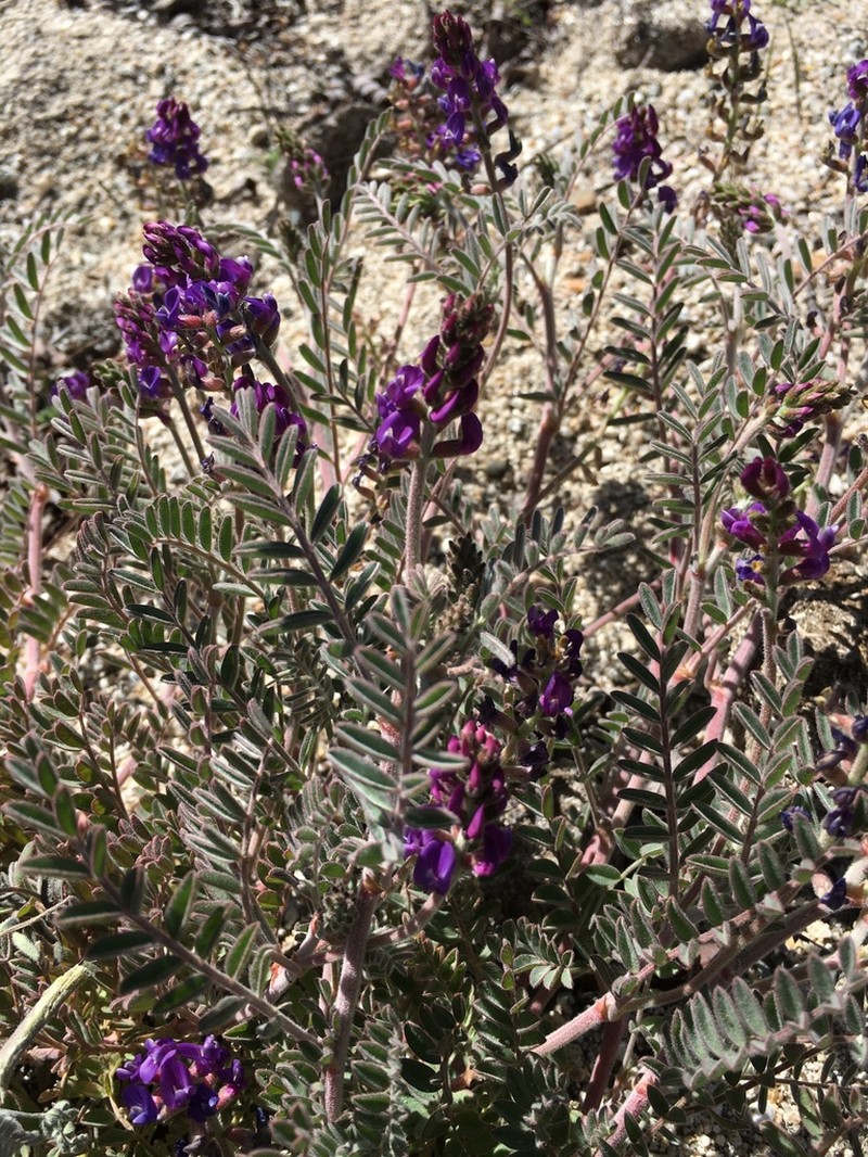 Astragalus proriferus photo 6