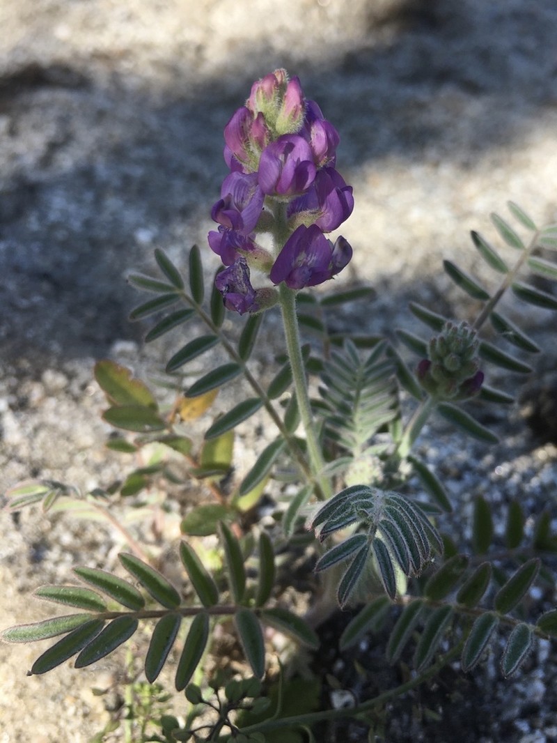 Astragalus proriferus photo 7