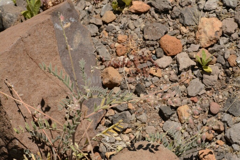 Astragalus proriferus photo 8