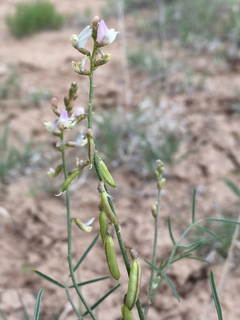 Aztec Milkvetch