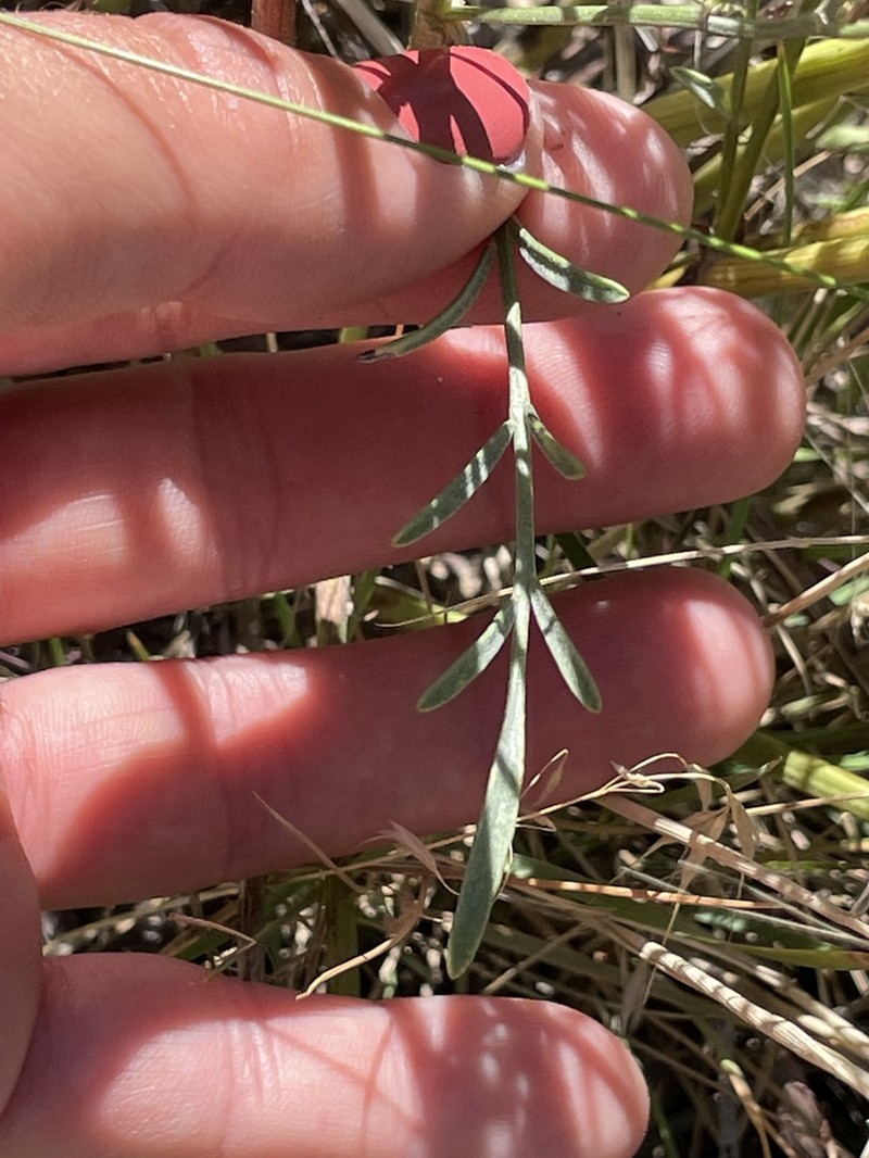 Aztec Milkvetch photo 3