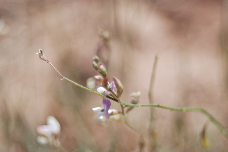 Aztec Milkvetch photo 4