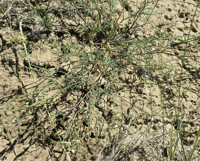 Aztec Milkvetch photo 5