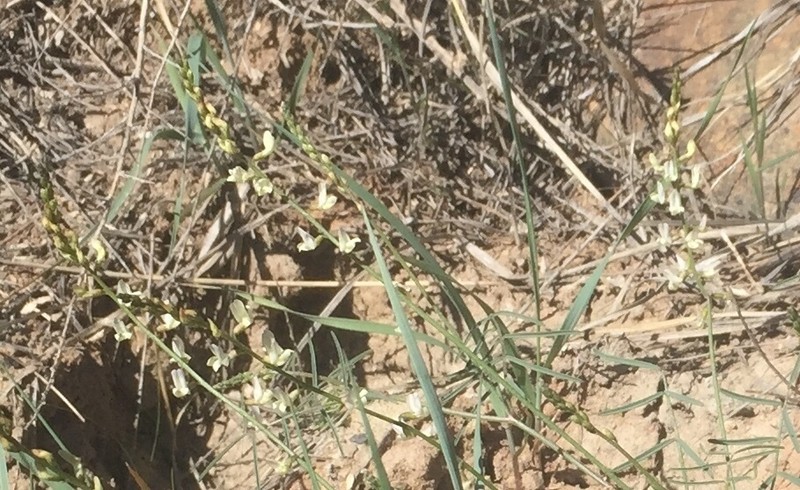 Aztec Milkvetch photo 6