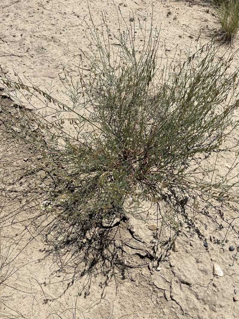Aztec Milkvetch photo 7