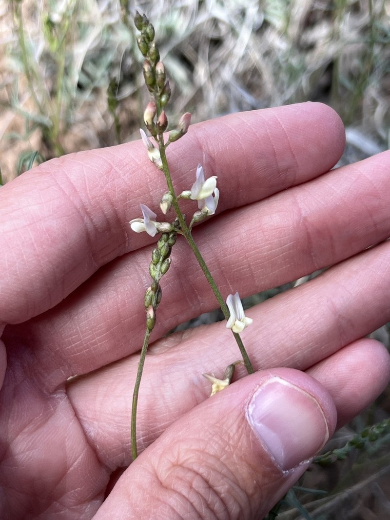 Aztec Milkvetch photo 8