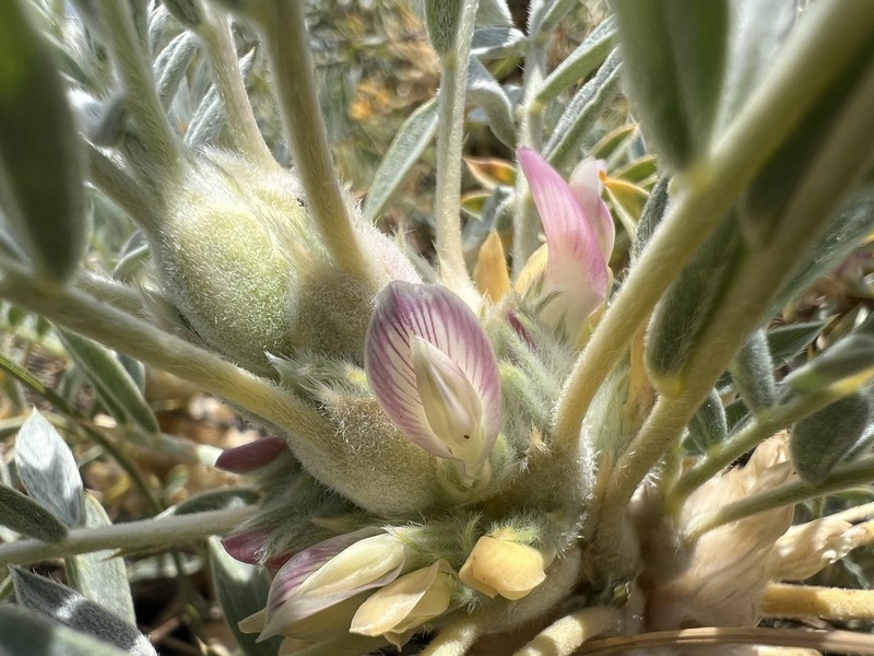 Astragalus prusianus