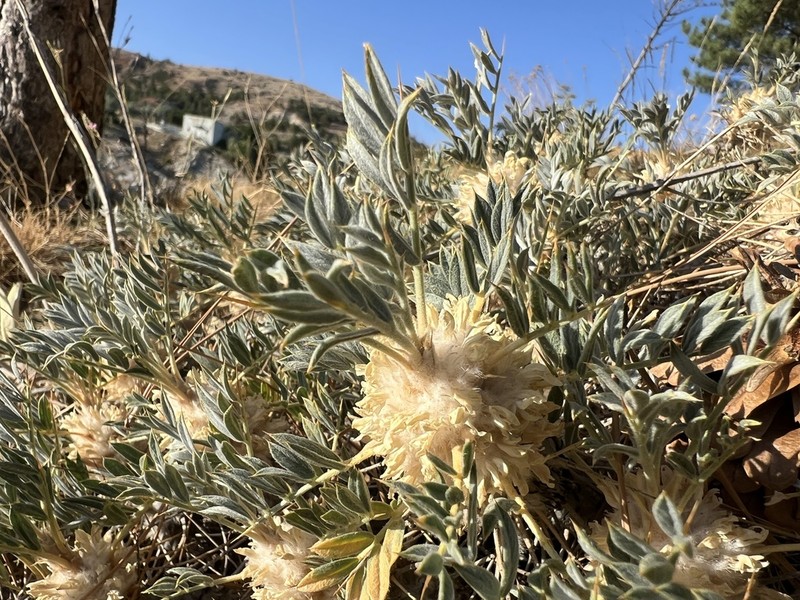 Astragalus prusianus photo 2