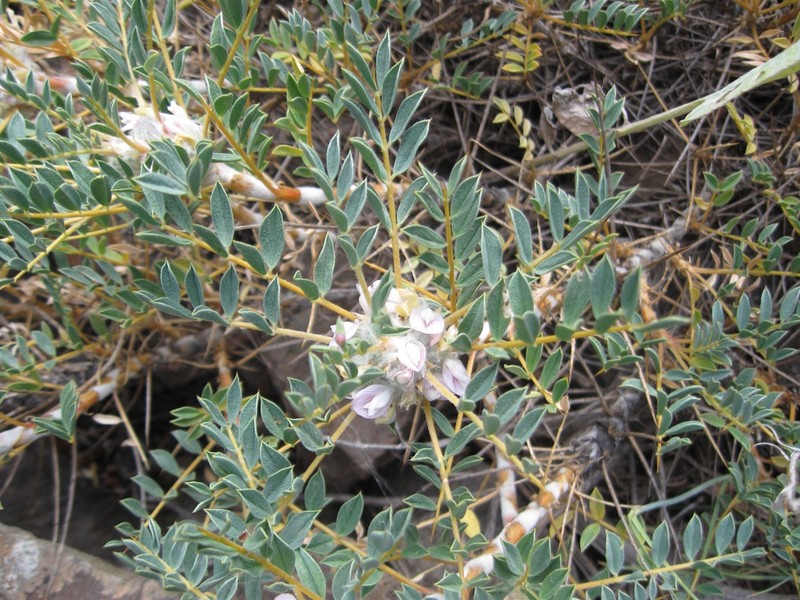 Astragalus prusianus photo 3