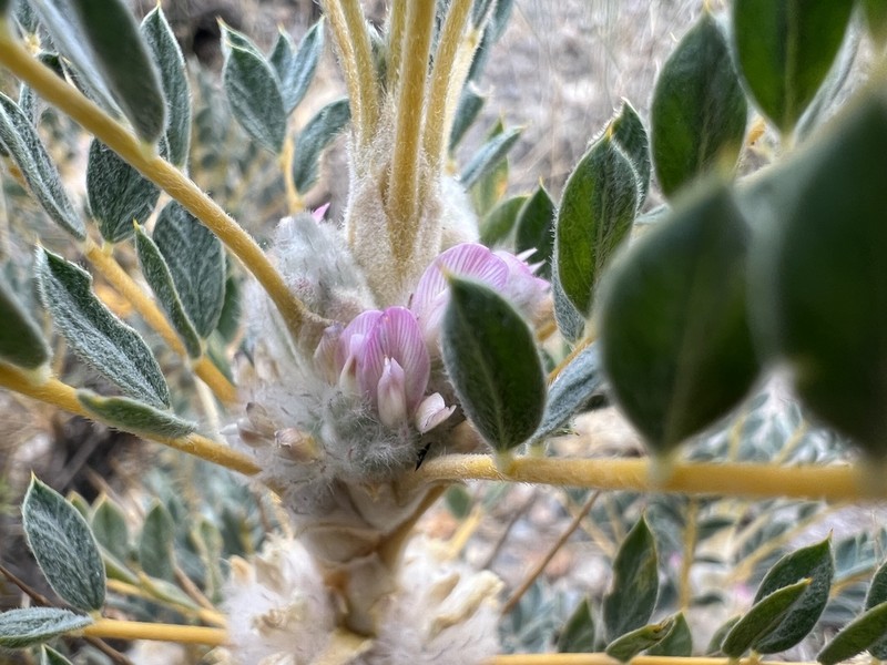 Astragalus prusianus photo 4
