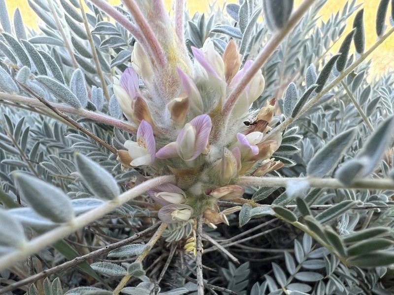 Astragalus prusianus photo 5