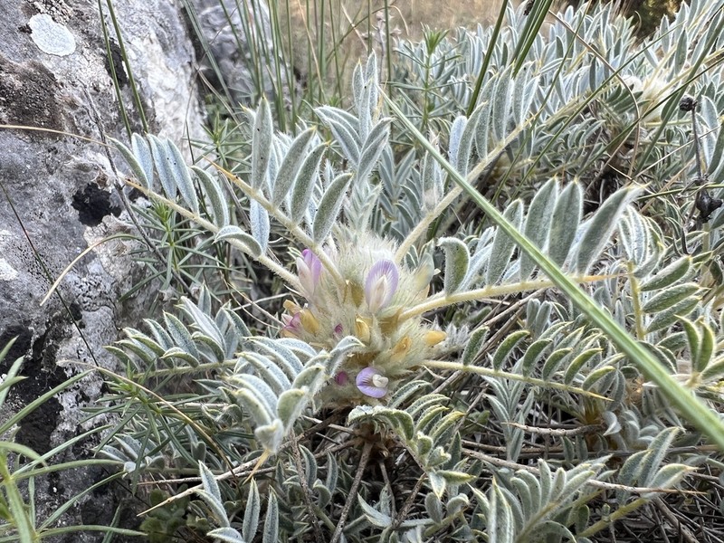 Astragalus prusianus photo 6