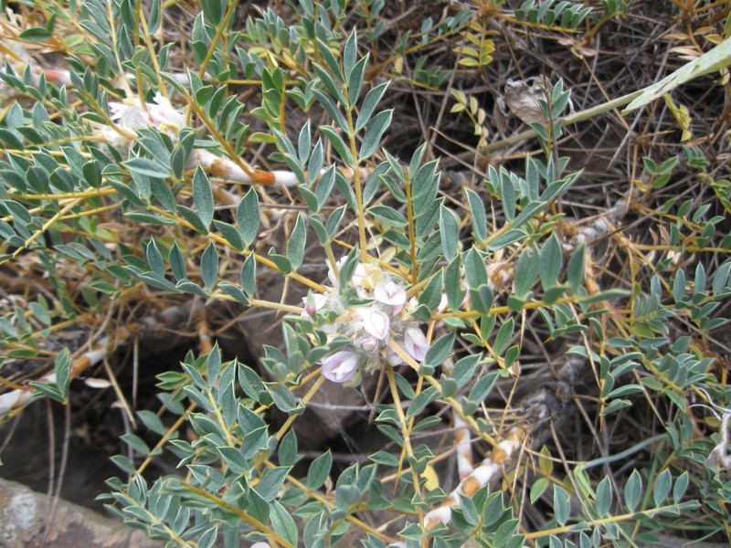 Astragalus prusianus photo 7