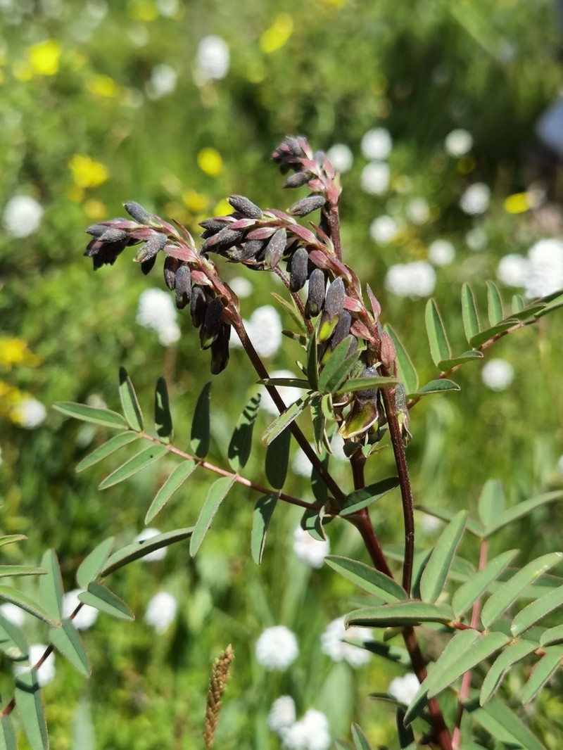 Astragalus przewalskii