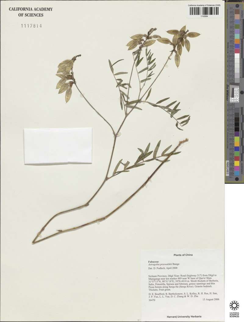 Astragalus przewalskii photo 2