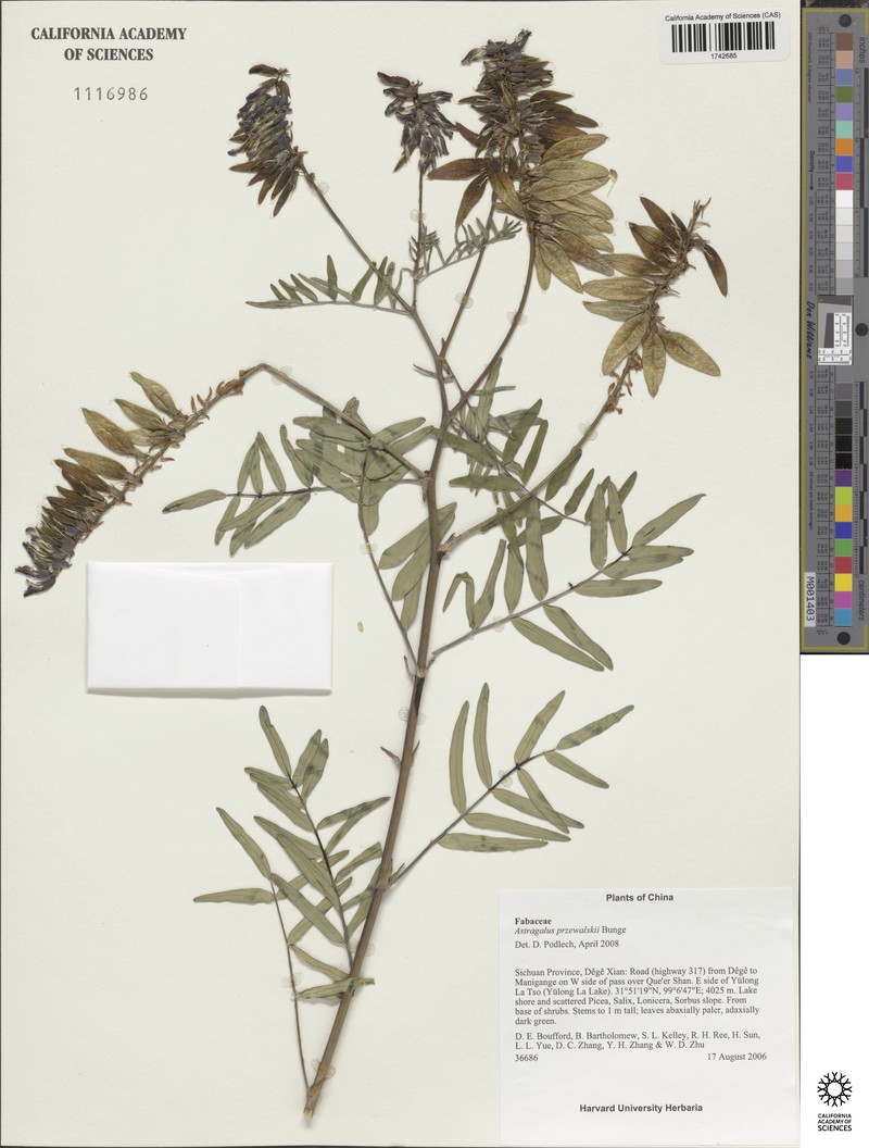 Astragalus przewalskii photo 3