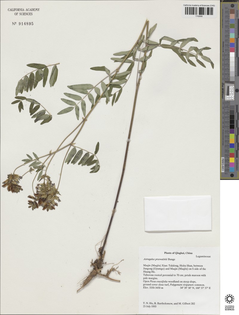 Astragalus przewalskii photo 5