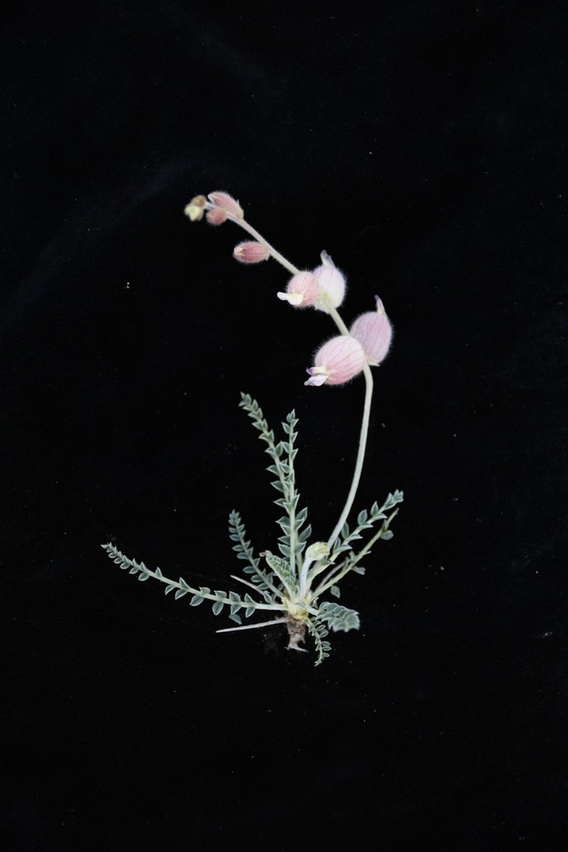 Astragalus pseudanthylloides